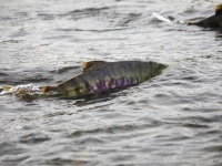 死ぬために故郷に帰る　鮭の川上りに秘められた生命のドラマ