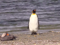 ヨチヨチと横移動。ペンギンのコロニーで横歩きするかわいらしいペンギンの姿が目撃される（アルゼンチン）