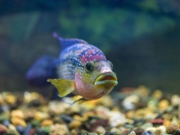 水が濁っていると、混乱した交尾によって新種を創り出してしまう魚の存在が確認される