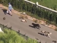 現世のドリトル先生かな？たくさんの犬、猫、鳥を従えて歩く人物の正体が明らかに（トルコ）※追記あり