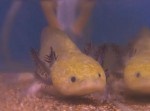 突然変異の“ウーパールーパー”が茨城県の水族館で展示され話題に！