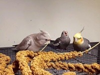 「お腹空いたよ、ご飯ほしいよ！」待ちきれなくて初めて自分でご飯を食べるオカメインコのヒナ