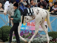 ブチコ（競馬つらつらより）