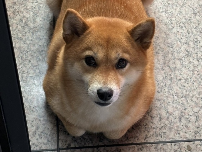 「どこで覚えたの？」ネコちゃんのように香箱座りするワンちゃんに注目！