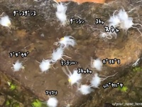 もふもふの白い毛玉がユラユラダンス！虫なのにかわいい「ブギウギアブラムシ」※虫出演中