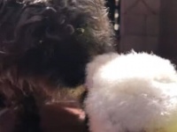 フクロウさん仲良くしようね。生まれたばかりのフクロウのヒナに興味津々な犬