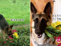 家のお手伝いと猫が大好き。賢くてやさしいジャーマンシェパード