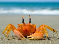 海の中では収束進化でカニ化が進んでいた。もしかしたらカニ型宇宙人が存在しているかもしれない？