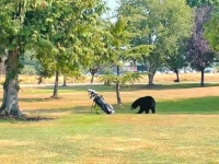 ゴルフ場に現れたクマー「ゴルフバッグ怖い！」と木に登ったりして逃げ回る