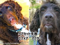 落ち着きのない犬のヘアカットビフォア・アフター