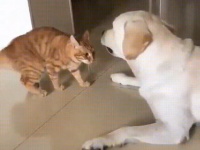 瞬間、肉球重ねて...犬の脚にかじりつく猫だったが、ワンと怒られ直ぐに謝罪