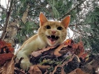 「遅いにゃ、もっと早く助けに来るにゃ！」木の上から下りられなくなって助けを待つ猫たち