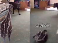 エミューの犬化。犬と一緒に育ったエミューの子、自分を犬だと思っているふしがある。