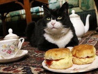 英国外務省勤務の猫、過食とストレスで一時休職していたが半年ぶりに公務に復帰、餌を与えすぎぬよう職員に指示命令