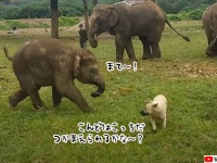 犬に追いかけっこを挑まれた子供の象、つかまえられずにかんしゃくを起こす