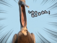 なんか召喚されてる？？ペリカンのあくびが想像以上にホラーだった。