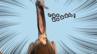 なんか召喚されてる？？ペリカンのあくびが想像以上にホラーだった。
