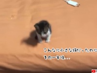 手のひらサイズの子猫が一年後に大変身！別猫レベルの変貌を遂げる