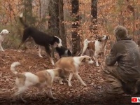 森の中で16年間、31匹の犬と暮らしていた男性の物語