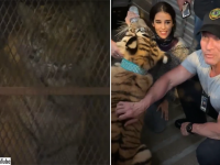 【続報】アメリカで行方不明となっていたトラ、1週間後にようやく発見される