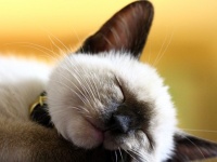 科学者が猫の為に作った、猫を心地よくする完璧な音楽