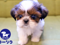 有限会社 Coo&amp;RIKUのプレスリリース画像