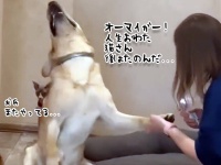 今日の主演男優賞。爪切りをすると毎回ドラマティックに死んだふりをする犬