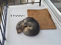 玄関前に見慣れぬ動物が！スヤスヤ眠るオットセイの子だった