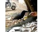 頭良いな！　より大きな魚をもらうべく、魚屋さんと交渉するカラス。