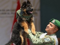 トルコ地震でメキシコから派遣された救助犬が殉職。トルコがメキシコに敬意をこめて子犬を寄贈