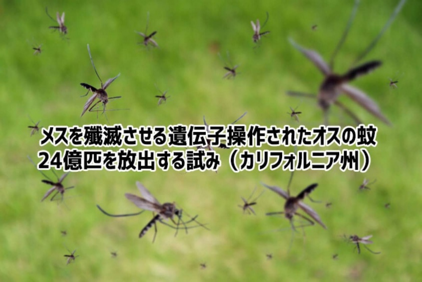 24億匹の遺伝子組み換えされたオスの蚊が放出予定。危険な伝染病を食い止める切り札となるか？