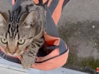 にゃあ！って聞こえたらお客さんがお待ち！夜と早朝専用の猫のためのエレベーター