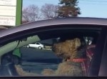 車内で待たされ中の犬、飼い主を呼び出す方法が賢すぎてさすがお犬様