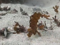 海藻にしか見えない！擬態上手な魚「ゴールデンウィードフィッシュ」