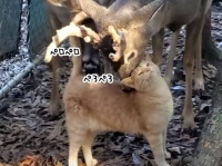 茶トラ猫が好きすぎる鹿たち。猫を追いかけ舐め舐めグルーミングするやさしい世界