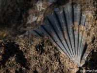 7000万年前、1日は30分短かった。後期白亜紀の貝の化石により判明（ベルギー研究）