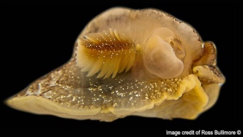 イギリスでウミフクロウの新種を発見、ウミウシの一種