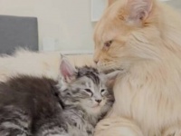 ベビーシッターの本領発揮！可愛い姪っ子の子猫たちを猫可愛がりするメインクーン