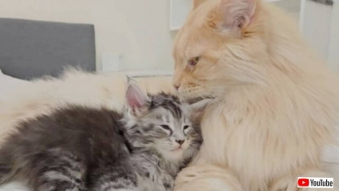 ベビーシッターの本領発揮！可愛い姪っ子の子猫たちを猫可愛がりするメインクーン