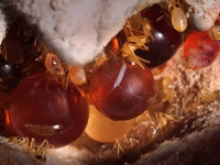 お腹に蜜をたっぷり溜め込み食料貯蔵庫代わりになる砂漠のアリ