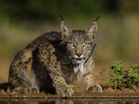 これが最後の現存写真とならないよう祈りを込めて、絶滅の危機に瀕した動物たちを鮮明に記録する写真家