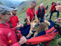もう無理やて。山頂で歩き疲れて動けなくなった秋田犬。救助隊が13人がかりで山から降ろす