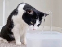 愛猫のために、ご主人がまた新しいアイテムを持ってきた！流れる水飲み器は気に入ってもらえたみたいだ