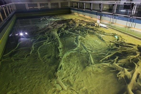 プール上から見た水中樹根(画像提供:魚津埋没林博物館)