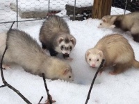 アライグマのティトさん、冷たくて雪遊びに躊躇。フェレットたちの初雪