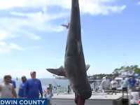 珍事勃発。ホホジロザメが初めてアラバマ州の浜辺で釣りあげられる