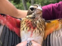 右がオスで左がメス。雌雄モザイクの珍しい鳥が発見される（アメリカ）