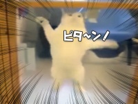 こいつに決めた！保護施設にいた猫氏、ロックオンした人物に猛アピール。その結果家族として迎え入れられる。