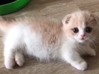 それは極上の3分間。マンチカンの子猫を愛でる時間がやってまいりました