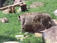 驚いちっち！ユキヒョウは我が子にびっくりしがちな件